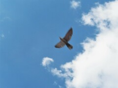 Streptopelia decaocto