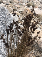 Juncus canadensis