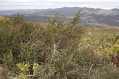 Halleria lucida