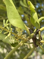 Struthanthus orbicularis