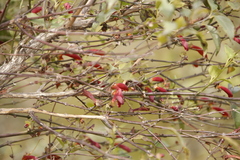 Halleria lucida