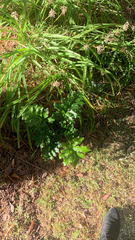 Acanthus mollis