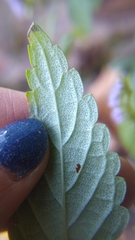 Elsholtzia ciliata