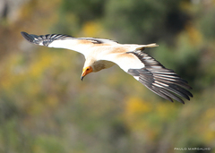 Neophron percnopterus