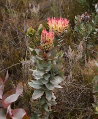 Protea eximia