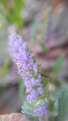 Elsholtzia ciliata