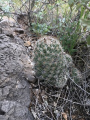 Escobaria tuberculosa