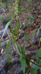Elsholtzia ciliata
