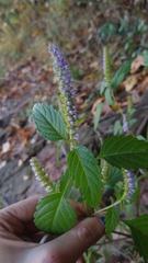 Elsholtzia ciliata