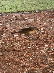 Quiscalus major westoni