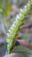 Elsholtzia ciliata