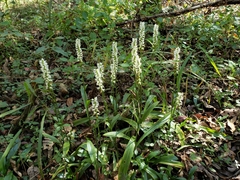 Spiranthes odorata