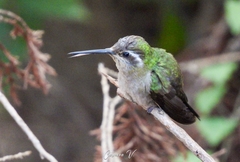 Lampornis clemenciae