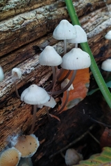 Mycena arcangeliana