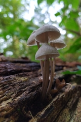 Mycena arcangeliana