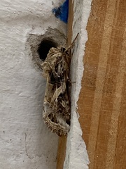 Spodoptera ornithogalli