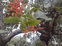 Psittacanthus schiedeanus