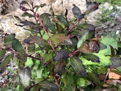 Vaccinium myrtilloides