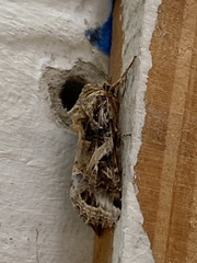 Spodoptera ornithogalli