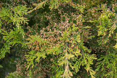 Callitris rhomboidea