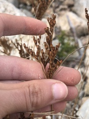 Juncus gerardi