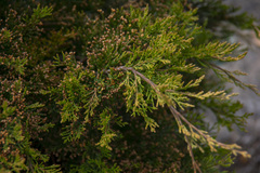 Callitris rhomboidea