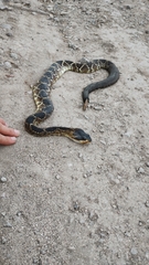 Crotalus molossus nigrescens