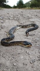 Crotalus molossus nigrescens