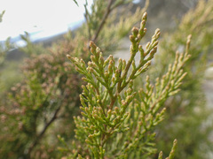 Callitris rhomboidea