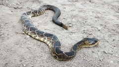 Crotalus molossus nigrescens