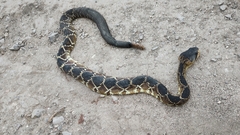 Crotalus molossus nigrescens