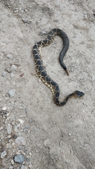 Crotalus molossus nigrescens