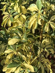 Heptapleurum arboricola