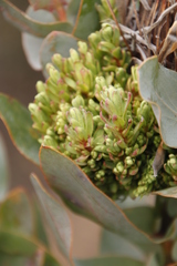 Protea witches broom phytoplasma