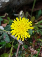 Helminthotheca echioides