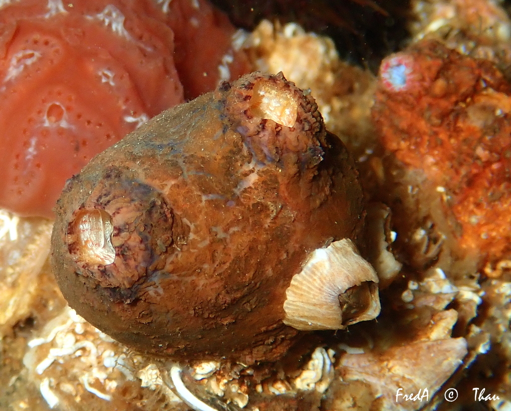 Blunt-Spined Microcosmus