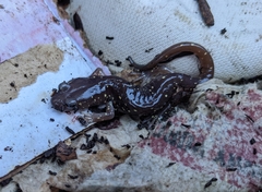 Aneides lugubris