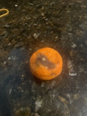 Penicillium digitatum