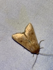 Mythimna vitellina
