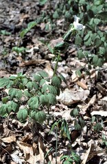 Caulophyllum thalictroides