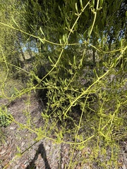 Struthanthus orbicularis