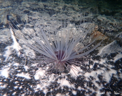 Pachycerianthus solitarius