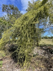 Struthanthus orbicularis