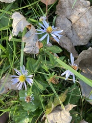 Symphyotrichum prenanthoides