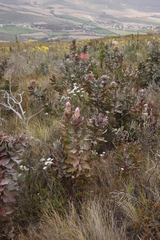 Protea eximia