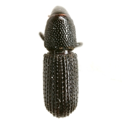 Tomolips quercicola