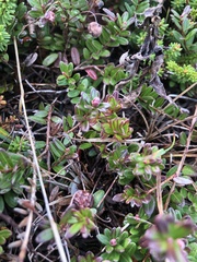 Vaccinium macrocarpon