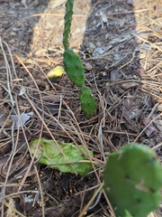 Opuntia humifusa