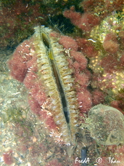 Pinna nobilis