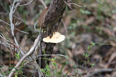 Truncospora ochroleuca